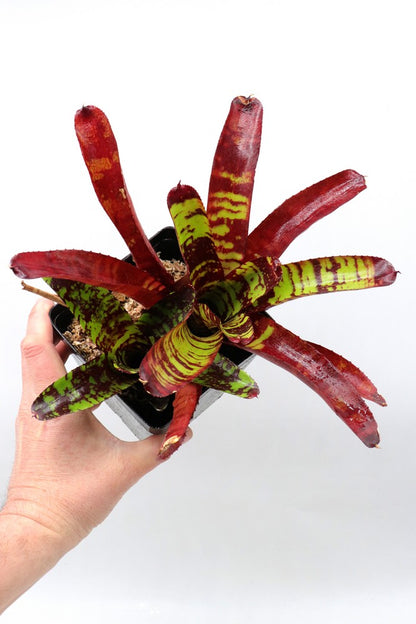 Neoregelia Guacamole