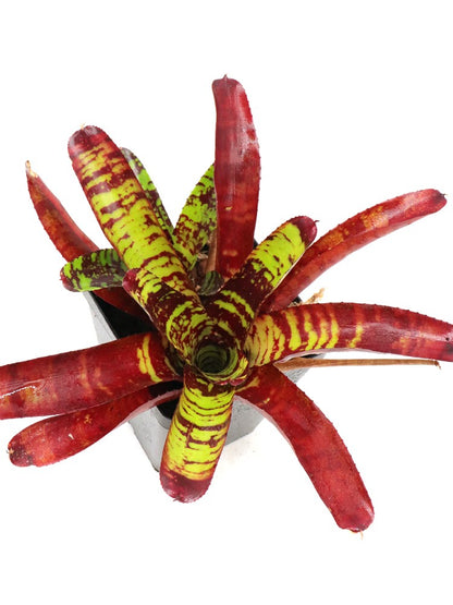 Neoregelia Guacamole