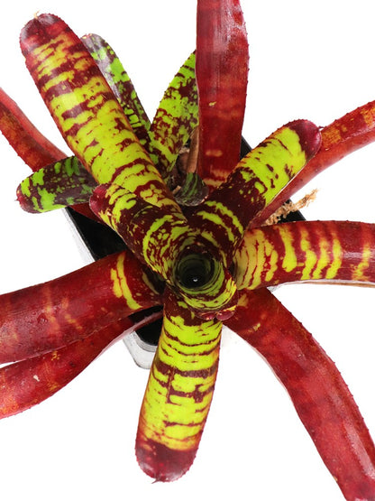 Neoregelia Guacamole