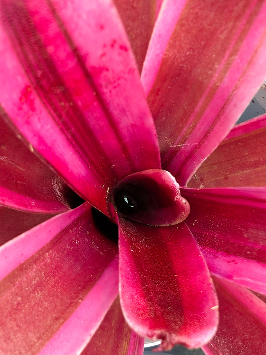 Neoregelia Pink