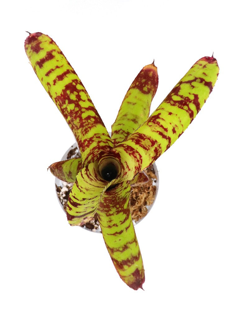 Neoregelia Guacamole