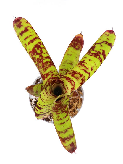 Neoregelia Guacamole