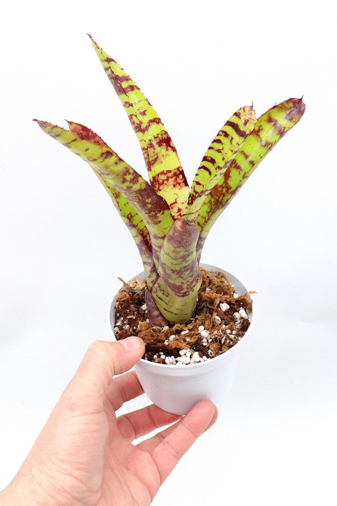 Neoregelia Guacamole