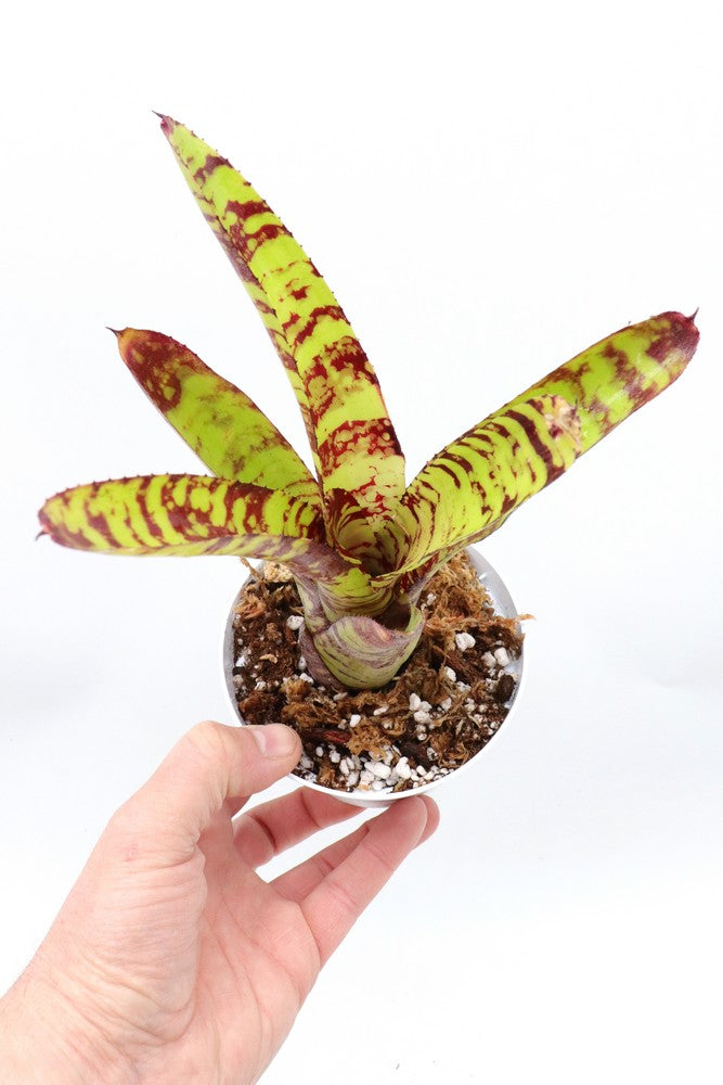 Neoregelia Guacamole