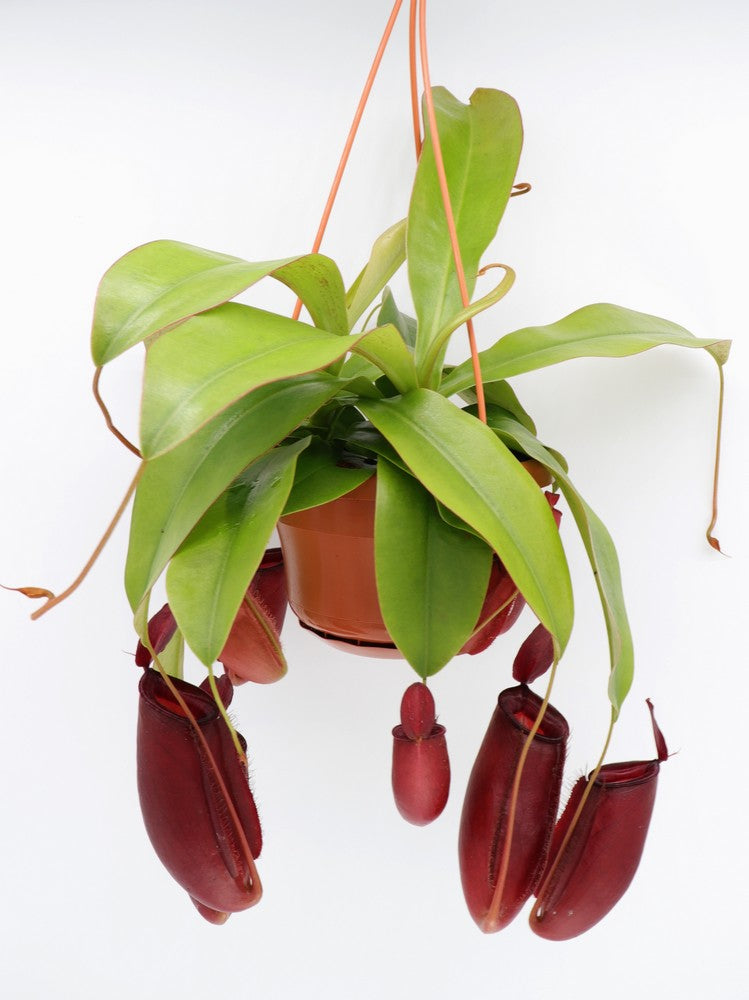 Nepenthes "Bloody mary"