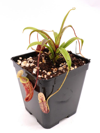 Nepenthes glabrata  Gunung Balease, Selatan, South Sulawesi