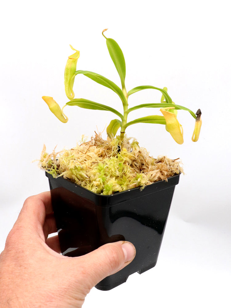 Nepenthes inermis   Gunung Gadut, Sumatra