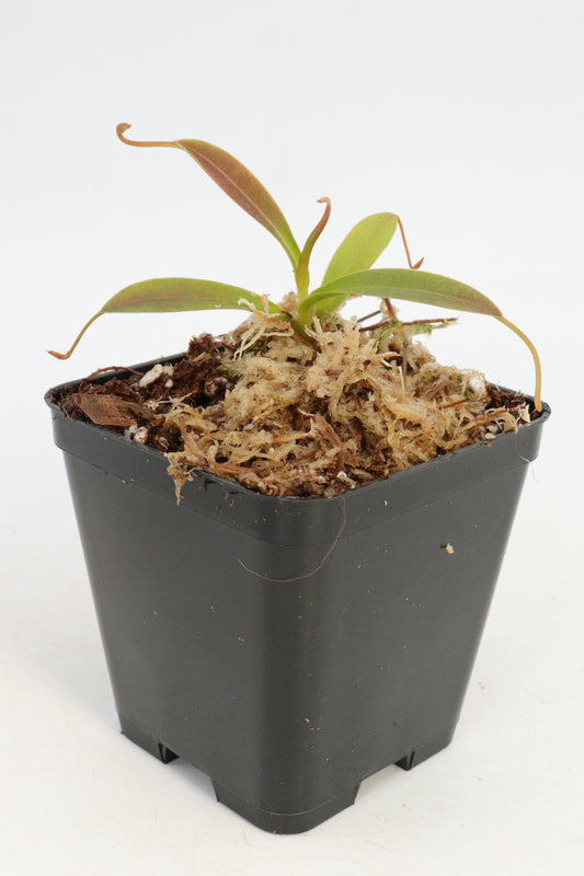 Nepenthes izumiae x edwardsiana