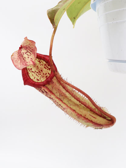Nepenthes x "Miranda"