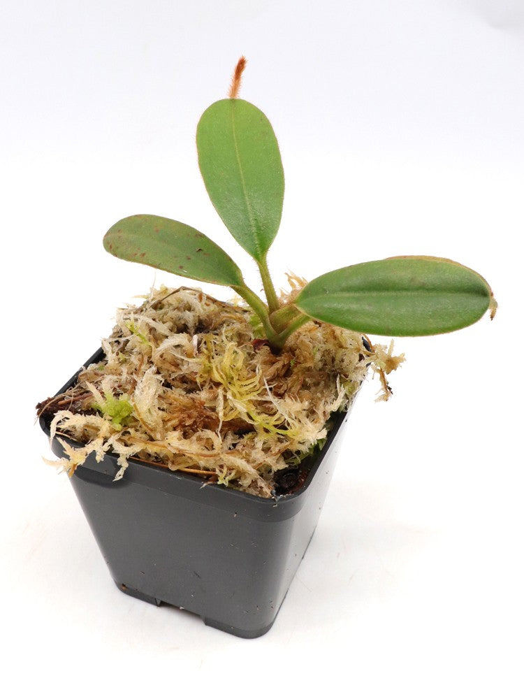 Nepenthes peltata Mount Hamiguitan, Mindanao, Philippines