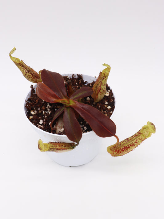 Nepenthes lowii x mollis