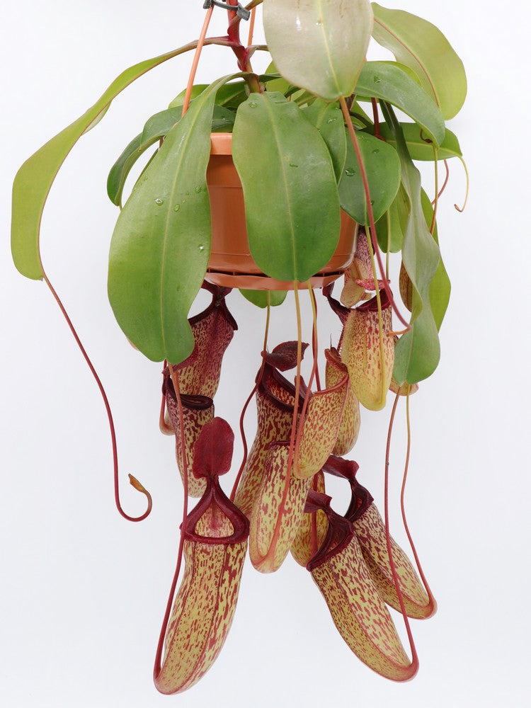 Nepenthes "Sam"