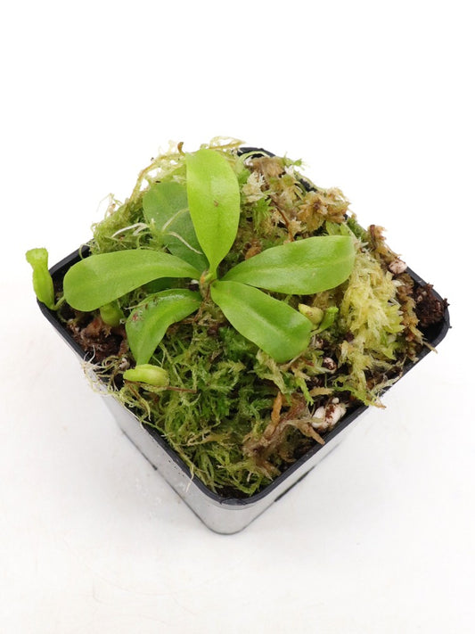 Nepenthes ukulaliana Genting Highlands, Peninsula