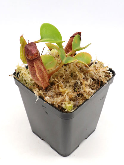 Nepenthes aff. nebularum   Mindanao, Philippines