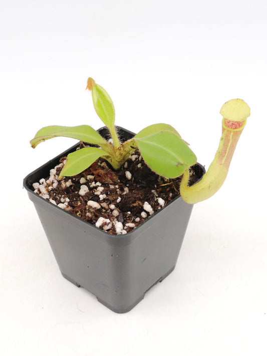 Nepenthes chaniana  Batu-Buli, Borneo