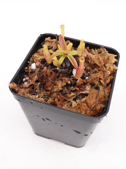 Nepenthes dubia