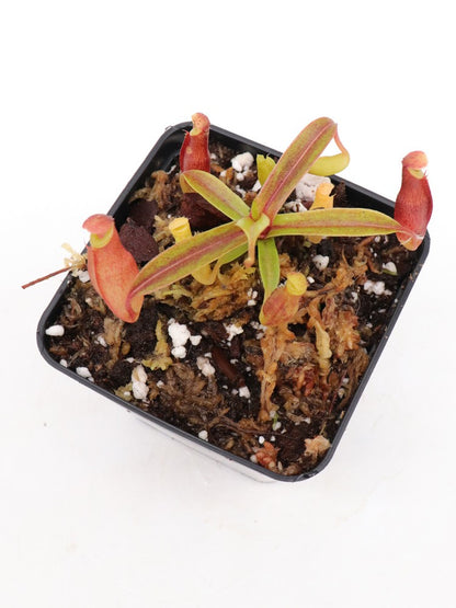 Nepenthes dubia