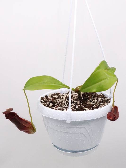 Nepenthes (Lowii x Veitchii)- yellow x Boschiana EP ) x veitchii