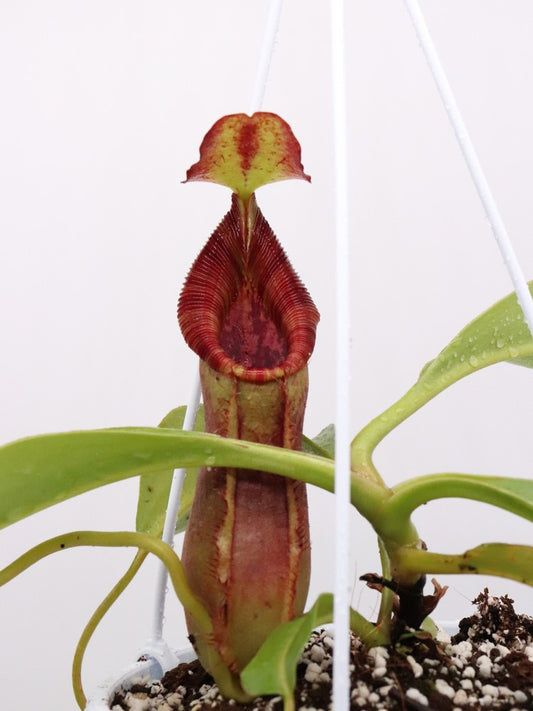 Nepenthes spathulata x lowii