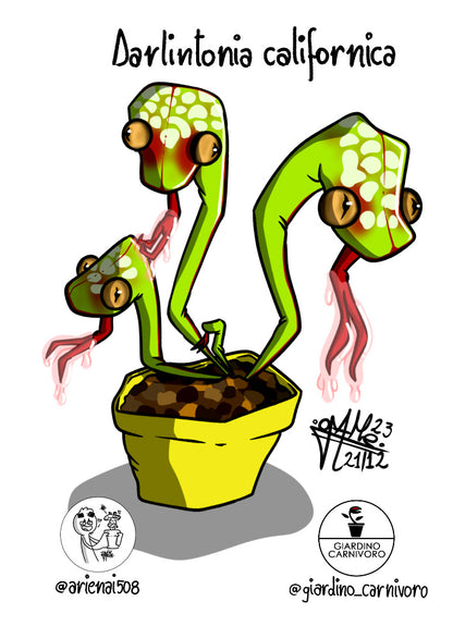 STICKER NEW DARLINGTONIA  6 CM X 8,3 CM