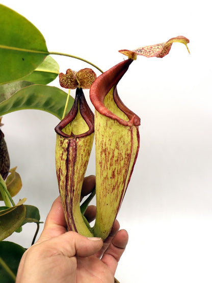 Nepenthes maxima "Lumut" BE-3067  Best Selected Clone 
