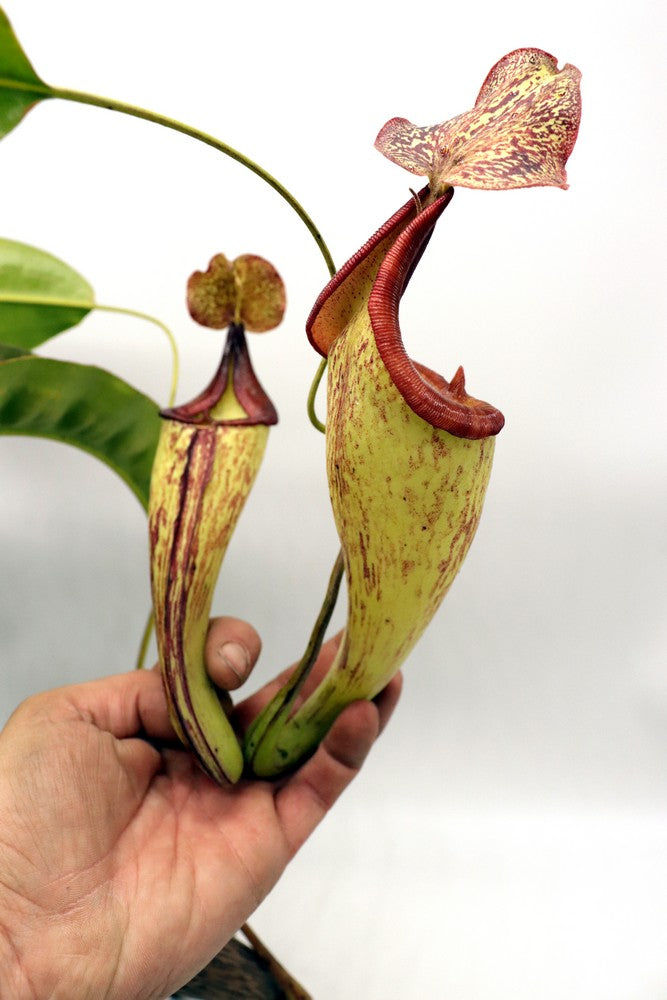 Nepenthes maxima "Lumut" BE-3067  Best Selected Clone 