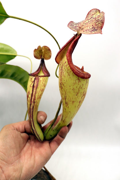 Nepenthes maxima "Lumut" BE-3067  Best Selected Clone 