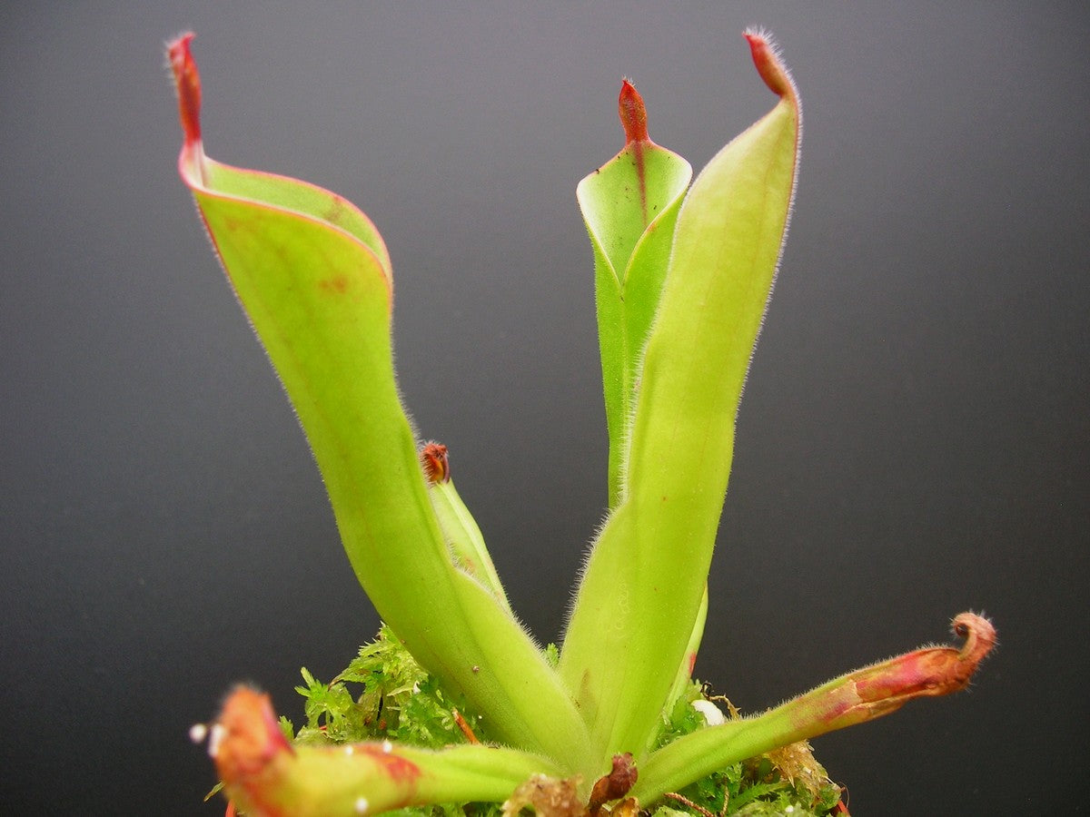 Heliamphora parva Cerro Neblina, Venezuela
