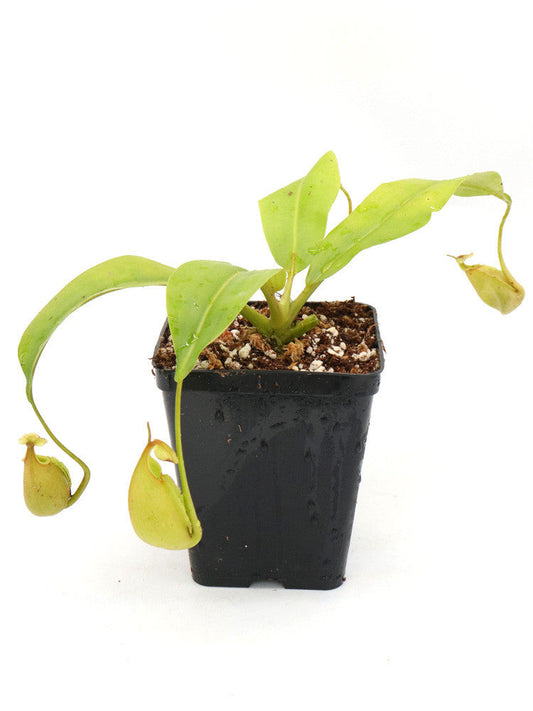 Nepenthes bicalcarata