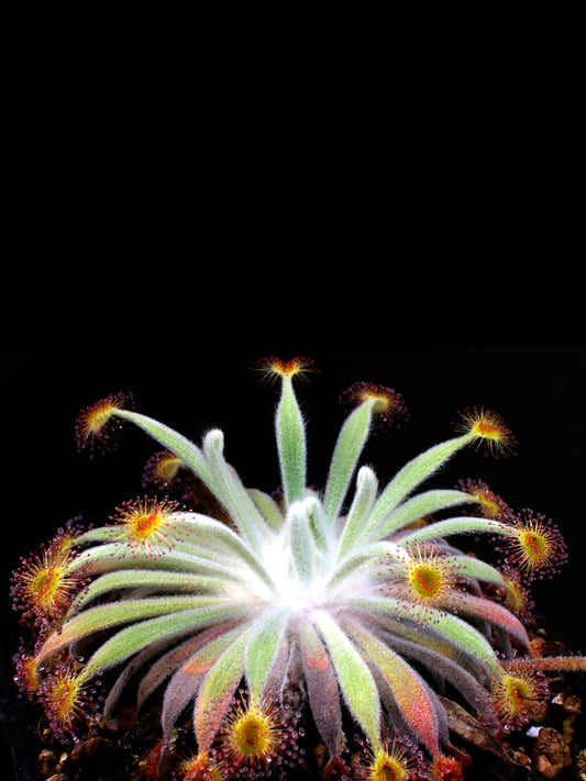 Drosera ordensis Mornington Station, Kimberley, WA