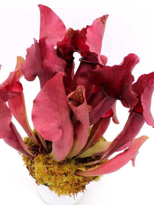 Sx oreophila x purpurea ssp. venosa Chipola Giant