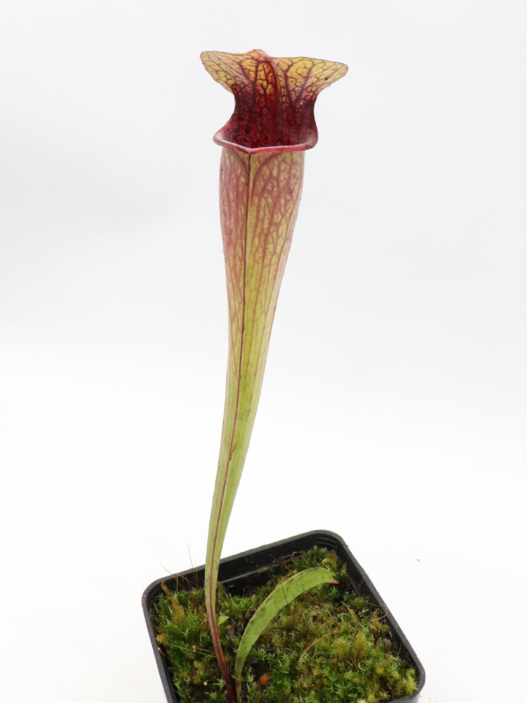 Sarracenia oreophila  Marsure clone