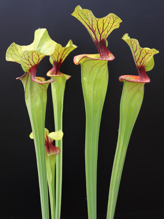 Sarracenia flava var. ornata F67/4 PW Red Throat and nectar roll, Apalachicola N.P.