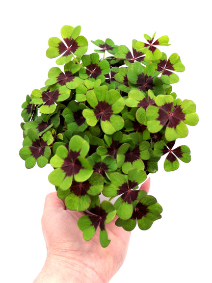 Oxalis Deppei Iron Cross