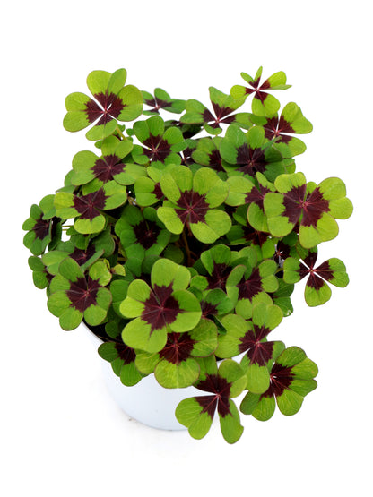 Oxalis Deppei Iron Cross