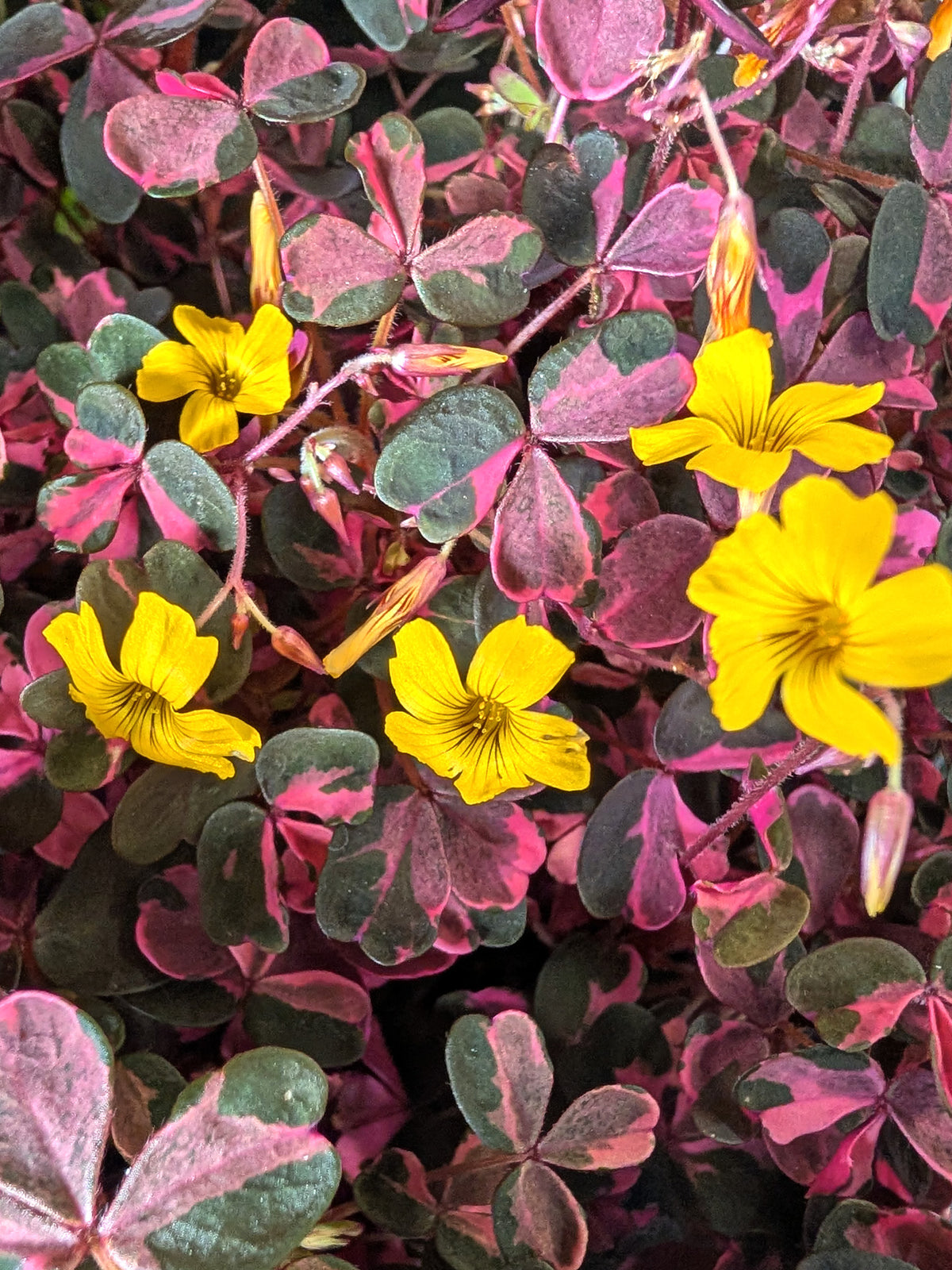 Oxalis spiralis ssp.vulcanicola "Pink"