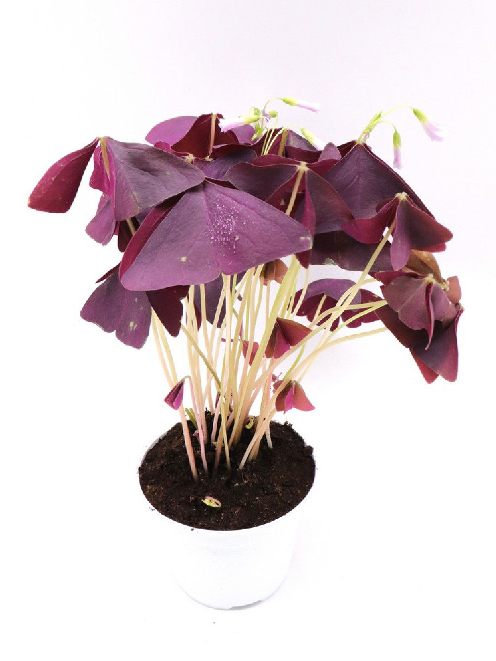 Oxalis triangularis purple