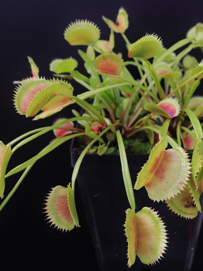 Dionaea muscipula "Parise giant"