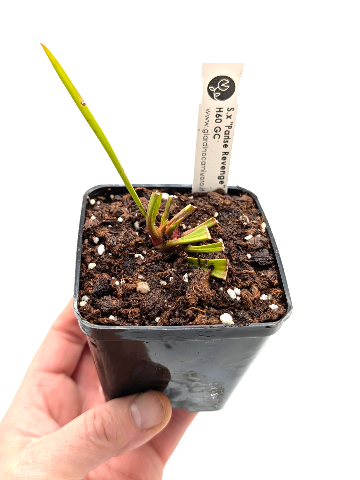 AUKTION 1: Sarracenia „Parise Revenge“ H60 GC SM Größe