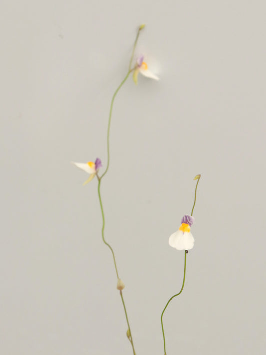 Utricularia parthenopipes