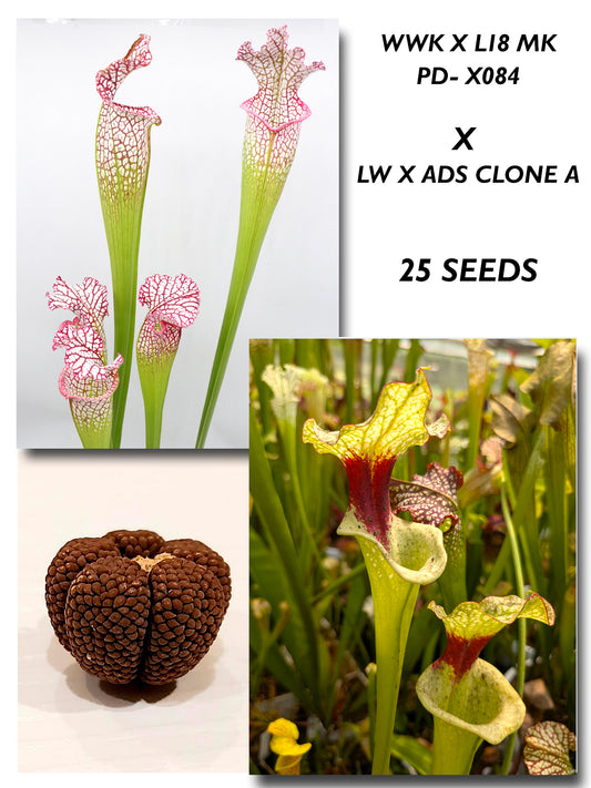 SARRACENIA (WWK X L18 MK) PD-X084  X (LW X ADS CLONE A)