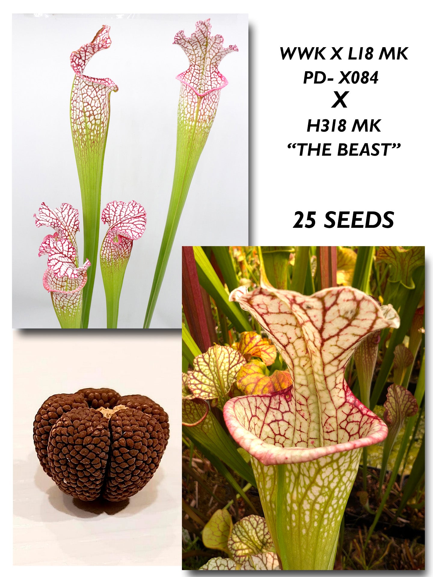 SARRACENIA (WWK X L18 MK) PD-084  X  "THE BEAST" H318 MK