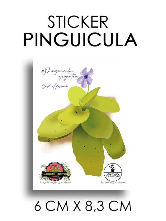 STICKER PINGUICULA  6 CM X 8,3 CM