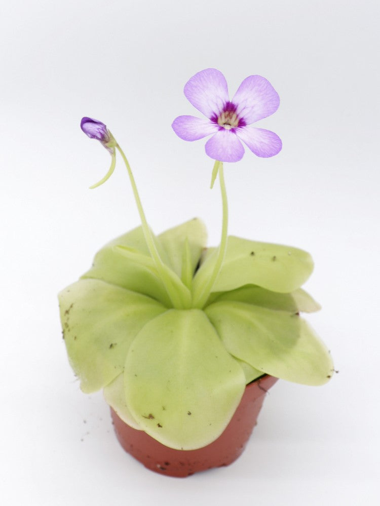 Pinguicula  " Tina "