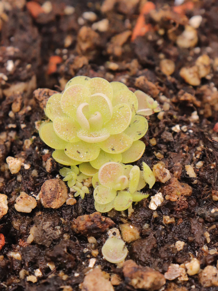 Pinguicula Essereana El Cielo, Tamaulipas
