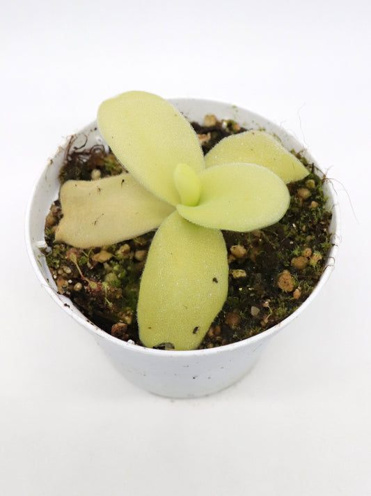 Pinguicula gigantea "Red leaf"