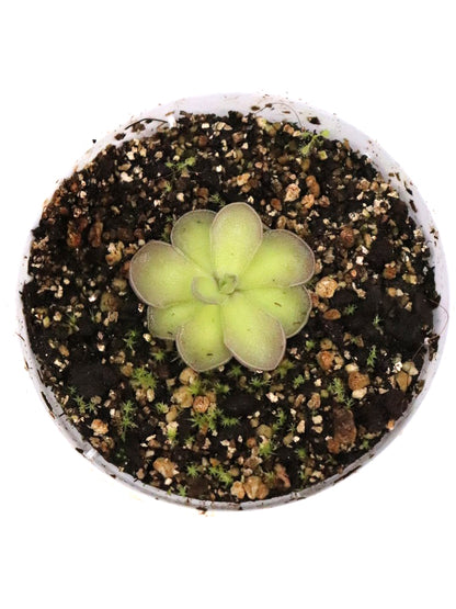 Pinguicula cyclosecta