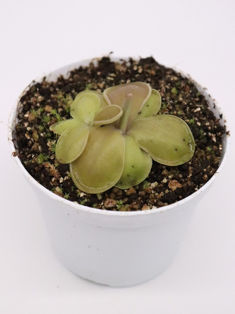 Pinguicula moranensis "Huahuapan x Cyclamen"