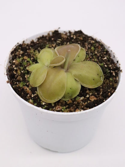 Pinguicula moranensis "Huahuapan x Cyclamen"