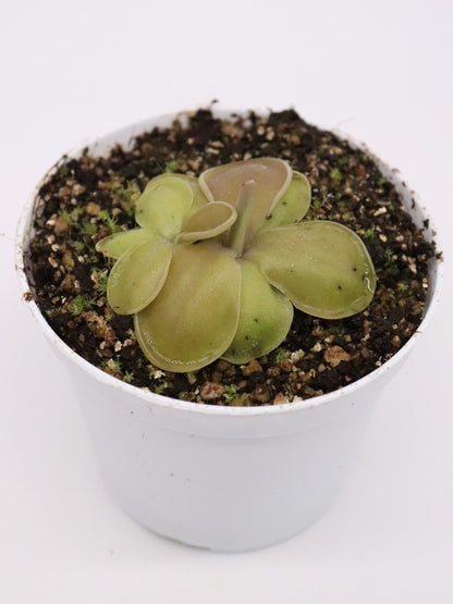 Pinguicula moranensis "orchidioides"